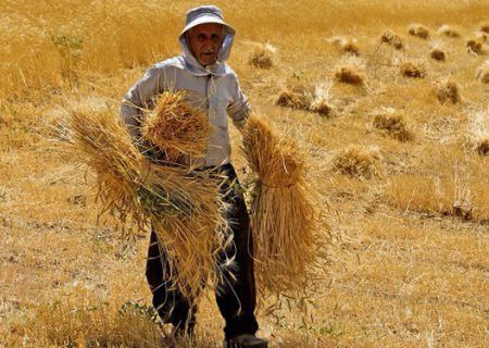 افزایش نرخ خرید گندم