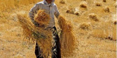 افزایش نرخ خرید گندم